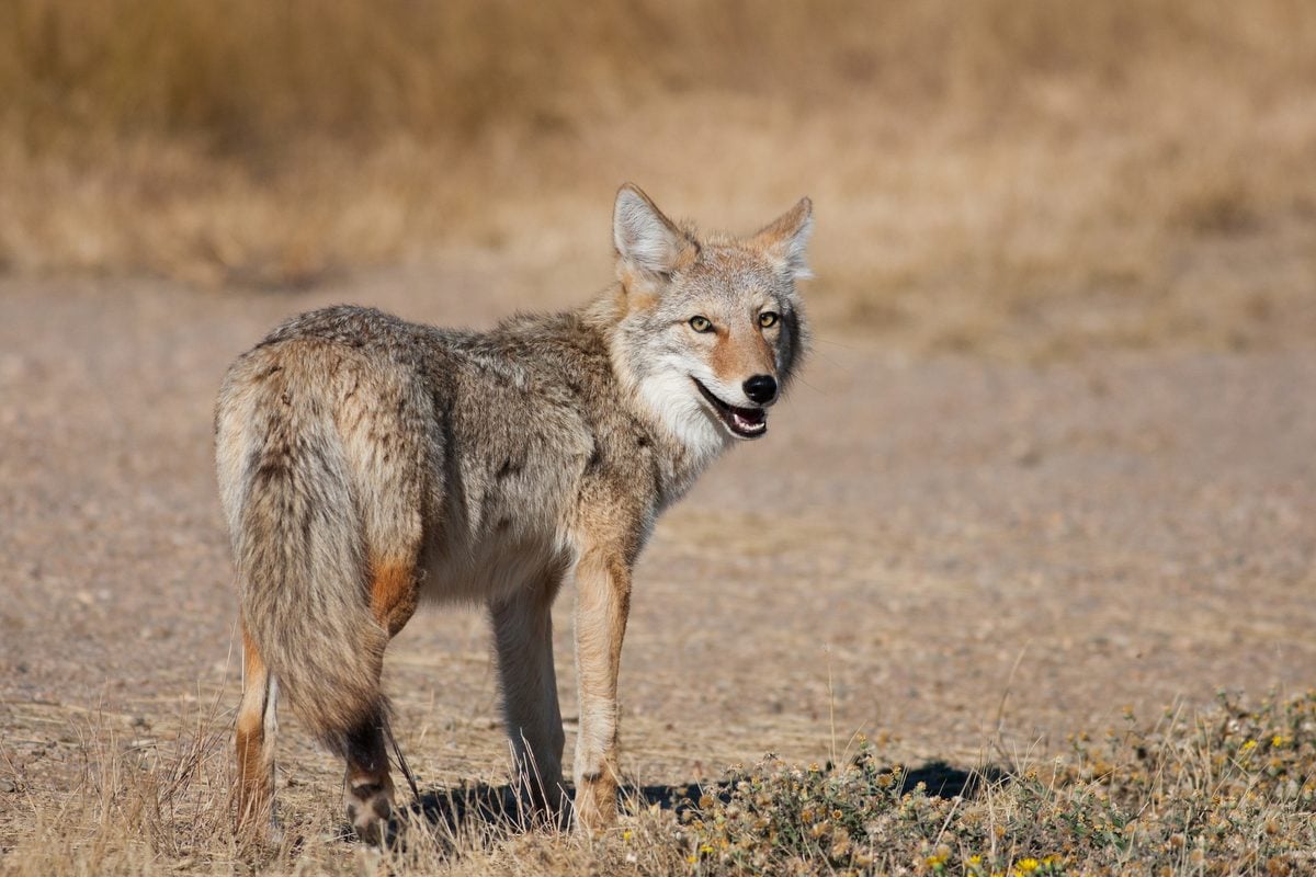 Coyote chases new york mayor's daughter and students walking to school, prompting increased police patrols A coyote reportedly chased students, including the dobbs ferry mayor's daughter, near the masters school in westchester county, new york, on october 9, 2026.