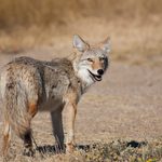 Coyote chases new york mayor's daughter and students walking to school, prompting increased police patrols