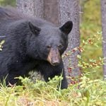 Black bear activity surges 22% in new jersey as home entries, vehicle collisions and garbage complaints rise