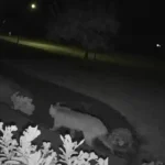 Bobcat spotted roaming massachusetts neighborhood, police share video of wild cat