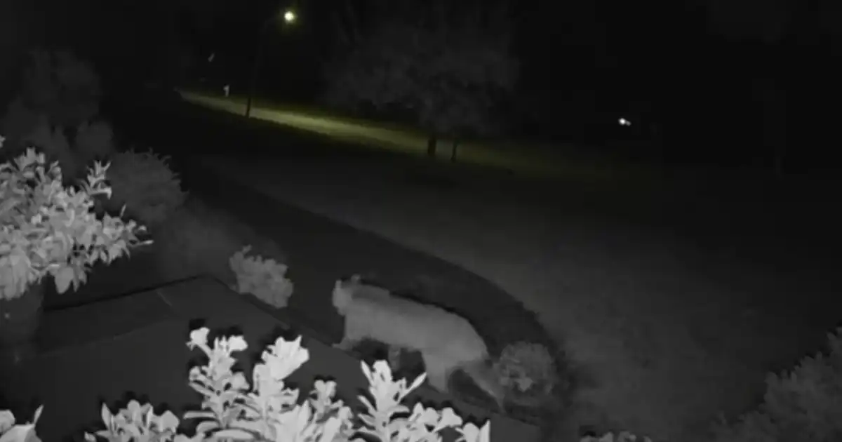 A bobcat was spotted roaming near walden drive in walpole, massachusetts, on october 12, 2026, in video shared by local police.