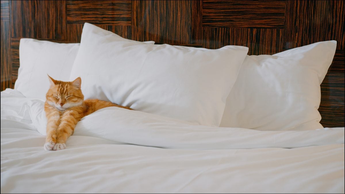 This common hair product sold in stores across new jersey could be deadly to your pets This common hair product sold in stores across new jersey could be deadly to your pets