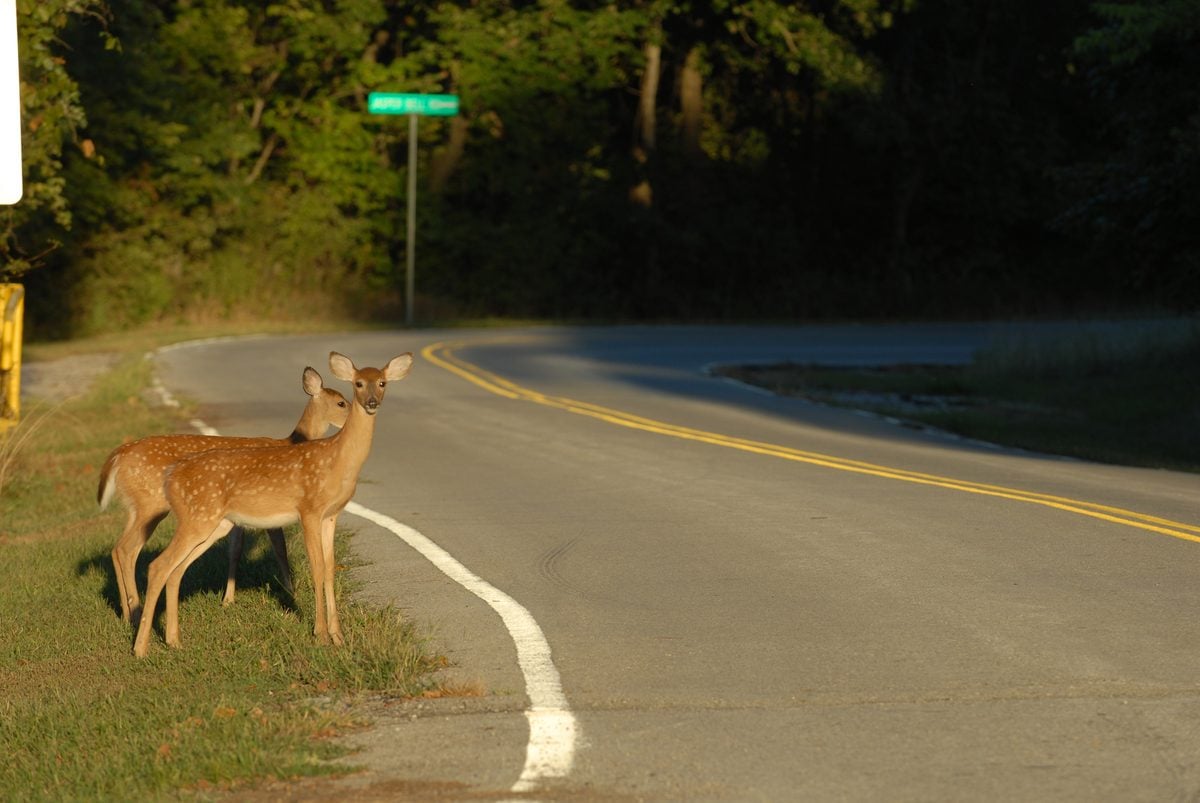 Oh deer, new jersey: drivers warned to watch for deer as fall rut begins A white-tailed deer stands near a roadway as new jersey officials warn motorists to watch for increased deer activity during fall mating season.