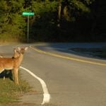 Oh deer, new jersey: drivers warned to watch for deer as fall rut begins