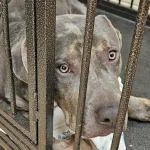 Recognize this dog? Bethlehem township police hope to find his family