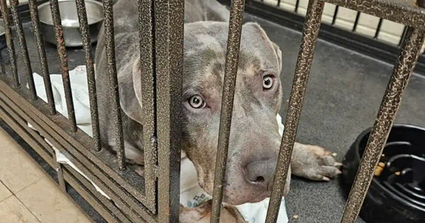 Recognize this dog? Bethlehem township police hope to find his family