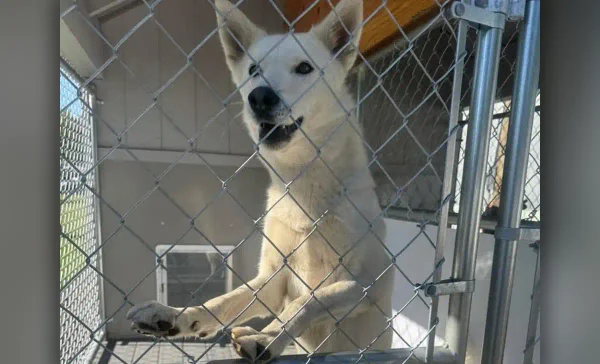 South river police are trying to identify the owner of a large white shepherd-type dog temporarily nicknamed “sir jumps-a-lot. ”