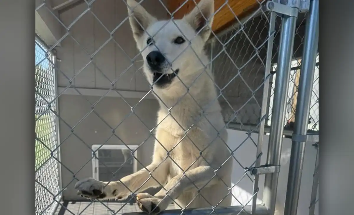 ‘sir jumps-a-lot’ found in south river, police searching for owner South river police are trying to identify the owner of a large white shepherd-type dog temporarily nicknamed “sir jumps-a-lot. ”