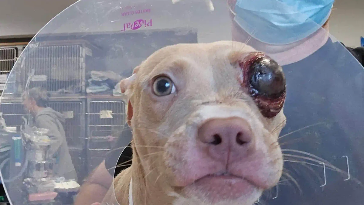 Pumpkin, a seven-month-old puppy receiving treatment for severe injuries, needs a foster home through pitties & pals rescue nj.