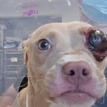 Injured puppy needs urgent help in jackson area