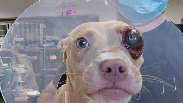 Injured puppy needs urgent help in jackson area
