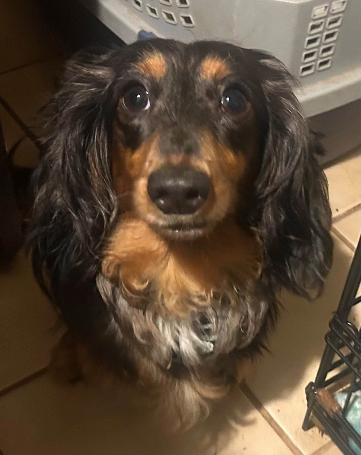Paralyzed dachshund learning to walk again searches for forever home in new jersey