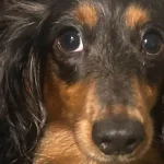 Paralyzed dachshund learning to walk again searches for forever home in new jersey