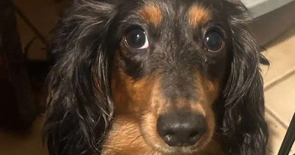 Paralyzed dachshund learning to walk again searches for forever home in new jersey Mocha, a four-year-old longhaired dachshund recovering from paralysis, is available for adoption through second chance pet adoption league in northern new jersey.