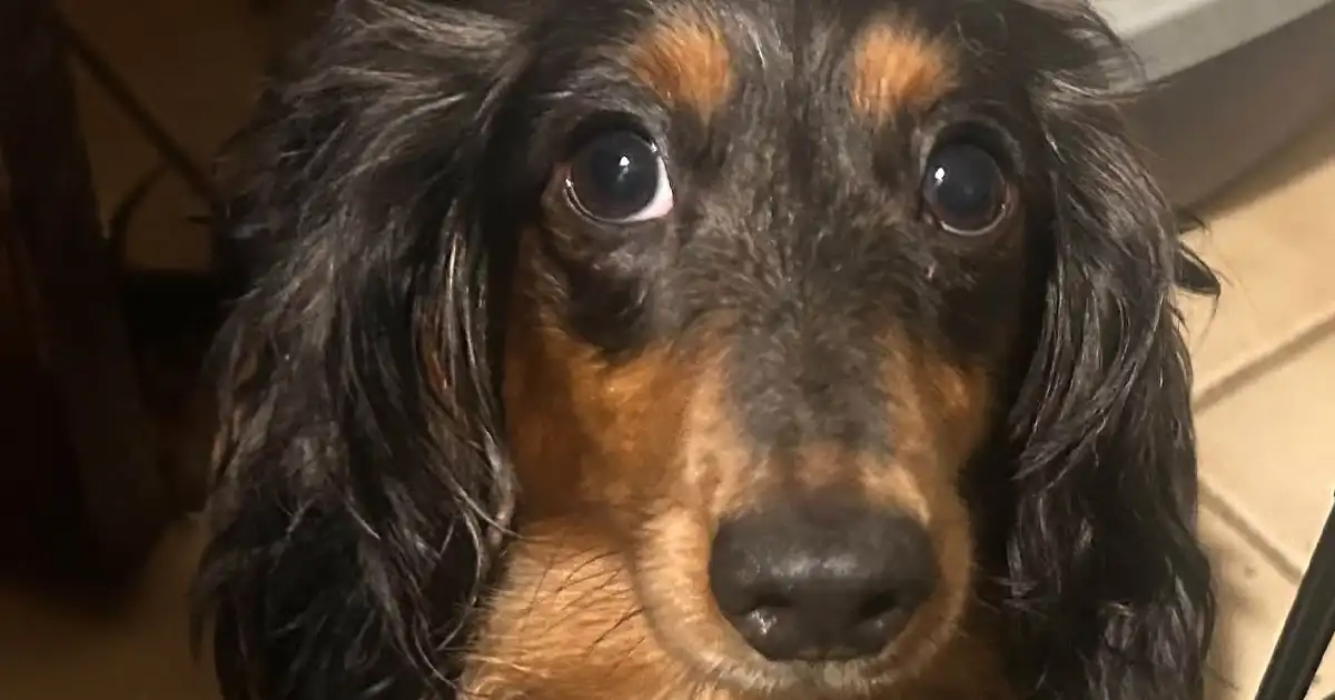 Mocha, a four-year-old longhaired dachshund recovering from paralysis, is available for adoption through second chance pet adoption league in northern new jersey.