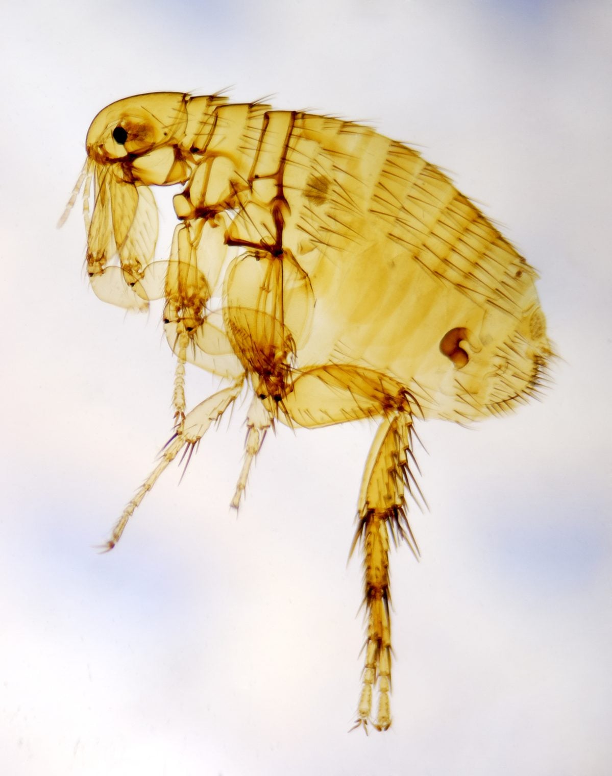 Flea-infested new jersey elementary school continues remote learning as problem persists