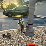 Goat nearly hit by car gets roadside rescue in cape coral