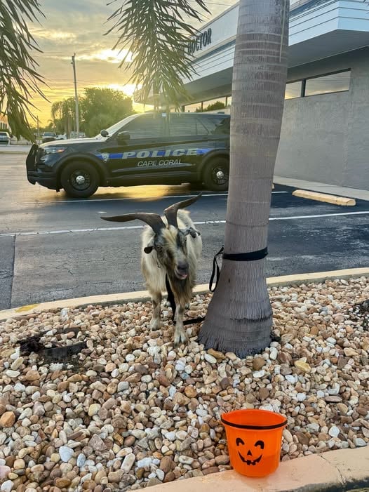 Goat nearly hit by car gets roadside rescue in cape coral A goat nearly hit by a car near del prado boulevard in cape coral was rescued after a passerby grabbed his horns and held him until police could help.