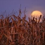 Lunar faire brings halloween night market to sussex fairgrounds
