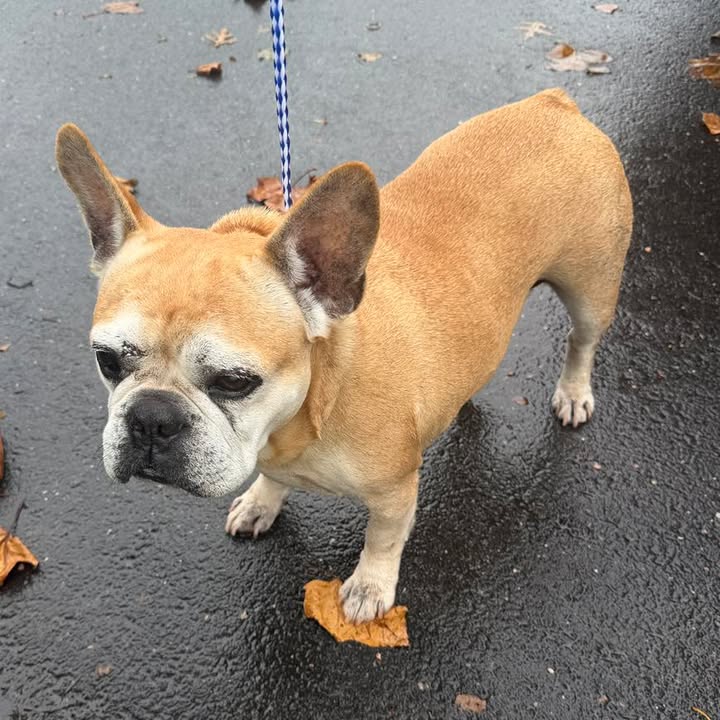 Lost dog found in east brunswick, police ask public to help find owner Lost dog found in east brunswick, police ask public to help find owner