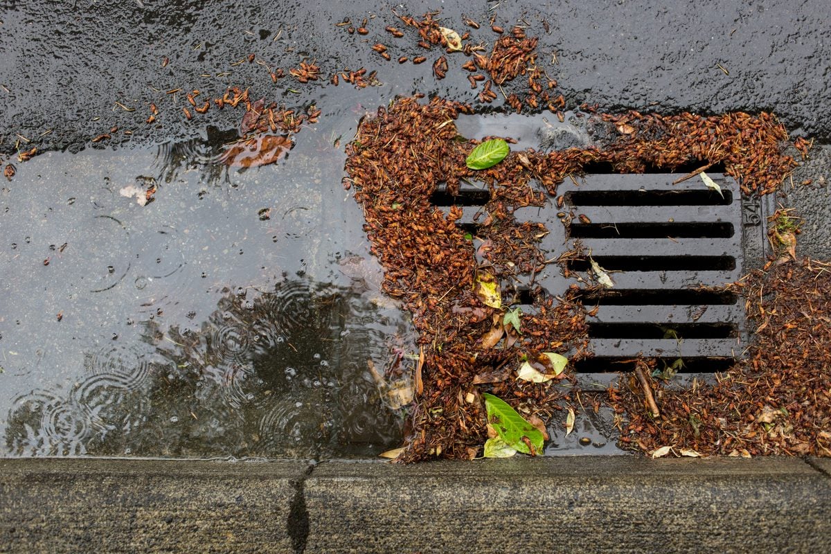 A long island woman got her iphone back after garden city police used a halligan tool to open a sewer grate and recover the device.
