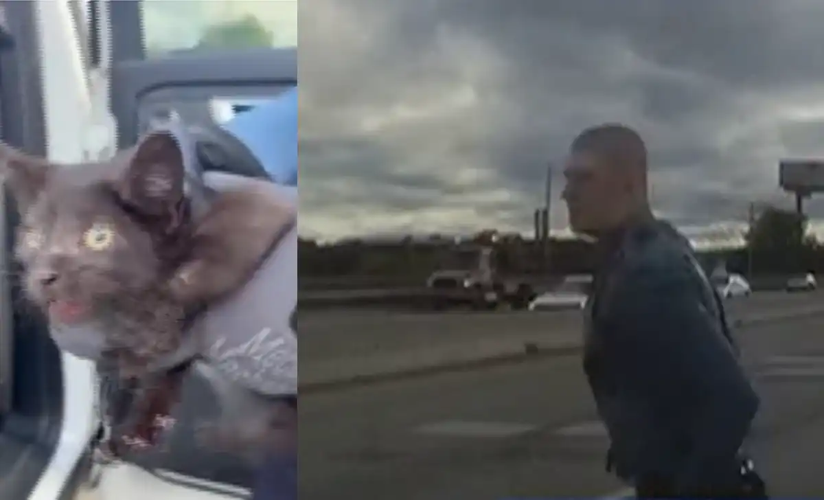 New jersey trooper stops i-80 traffic to rescue kitten running on highway A new jersey state police trooper carries a rescued black kitten after stopping traffic on interstate 80 in paterson.