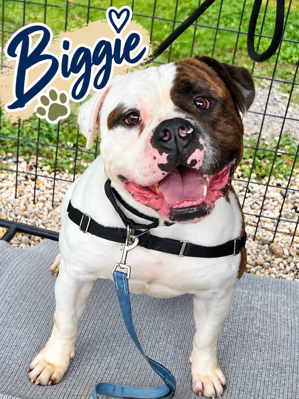 Biggie the bulldog is waiting in ocean county for someone to take him home Biggie the bulldog is waiting in ocean county for someone to take him home
