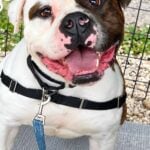Biggie the bulldog is waiting in ocean county for someone to take him home