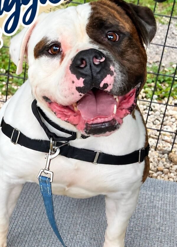 Biggie the bulldog is waiting in ocean county for someone to take him home