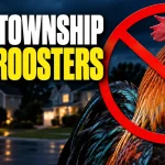 New jersey town bans ownership of roosters after crowing complaints
