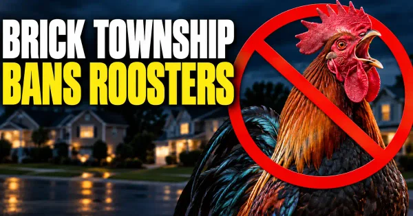 New jersey town bans ownership of roosters after crowing complaints