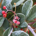 New jersey's first frost warning comes after windy, rainy saturday