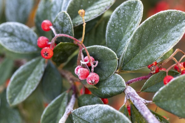 New jersey’s first frost alert comes after windy, rainy saturday