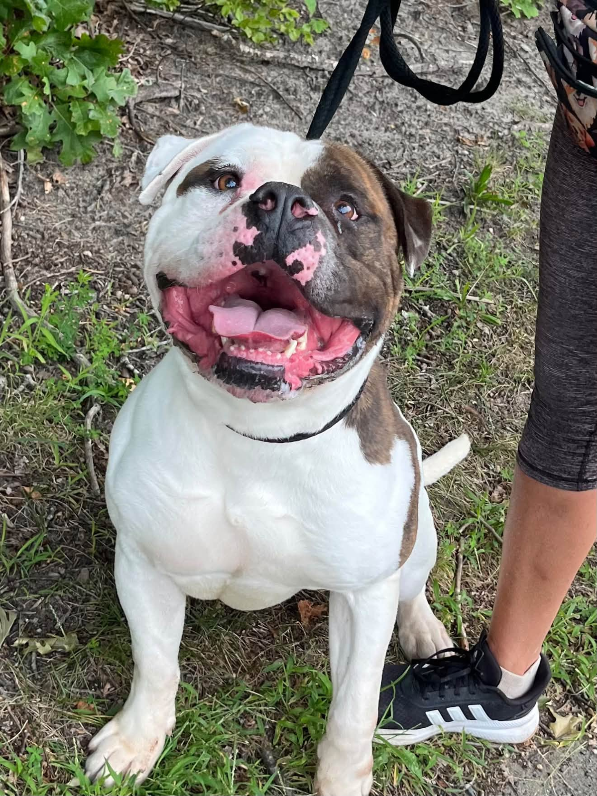 Biggie the bulldog is waiting in ocean county for someone to take him home Biggie the bulldog is waiting in ocean county for someone to take him home