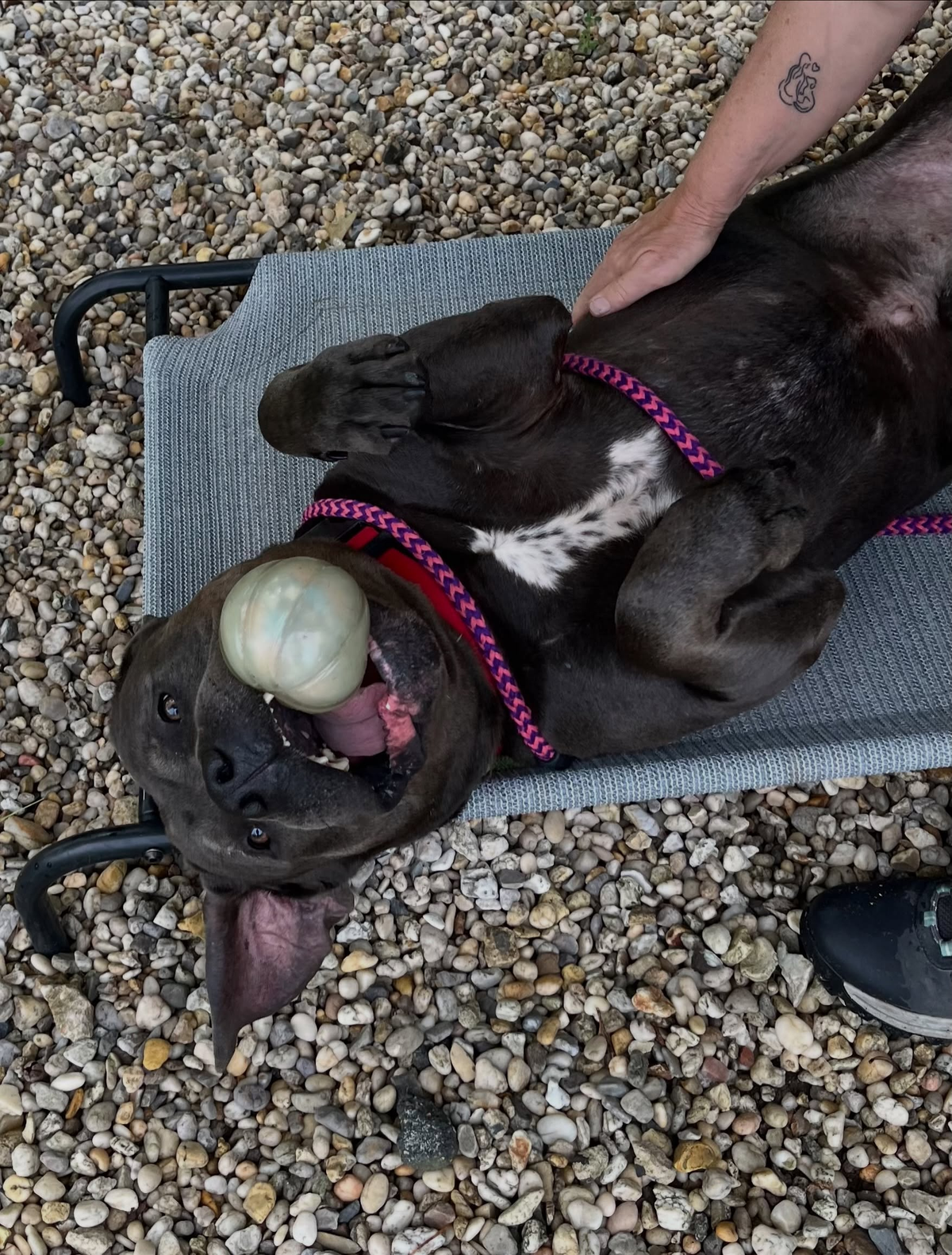 Gentle giant munson is still waiting for a home in ocean county Gentle giant munson is still waiting for a home in ocean county