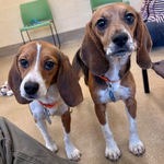 Two beagles rescued from testing lab now need homes in monmouth county