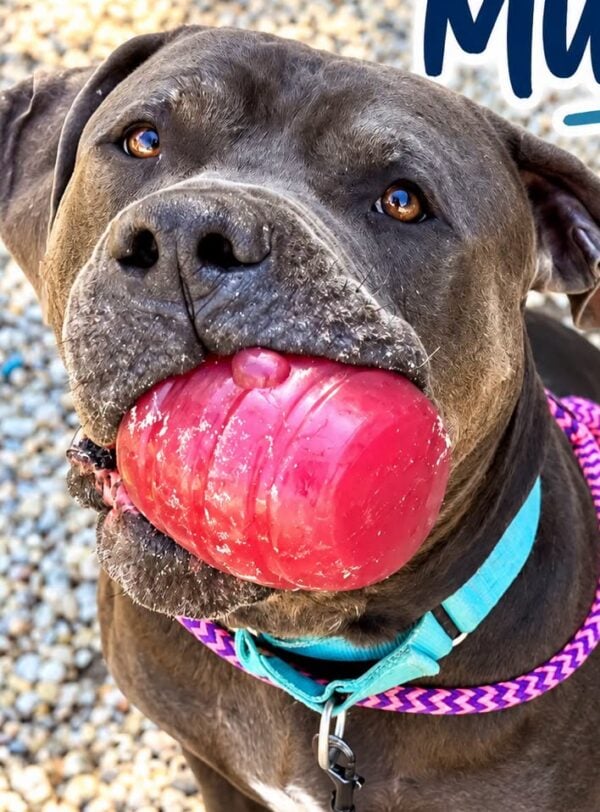 Gentle giant munson is still waiting for a home in ocean county