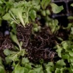 Plenty indoor vertical farm in South San Francisco, California