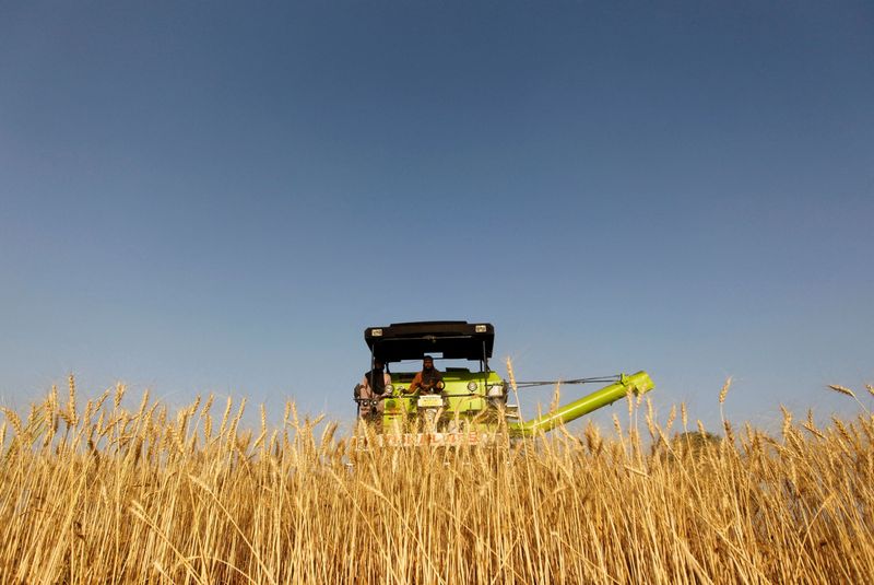 Analysis-Abundant lower-quality Asian wheat supplies to fill corn shortage