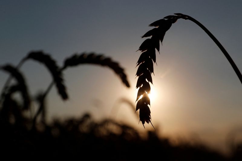 Food crisis grows as spiralling prices spark export bans