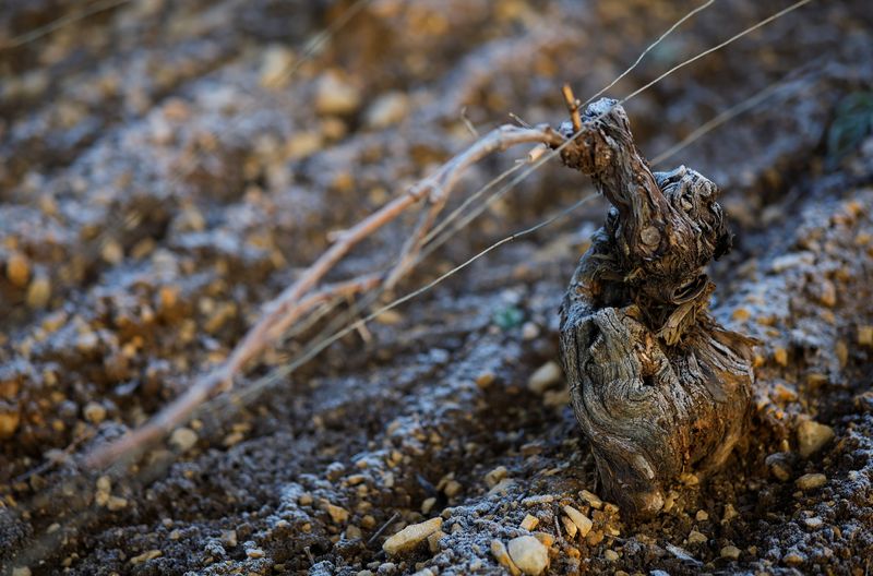 France expects wine production rebound but drought threatens