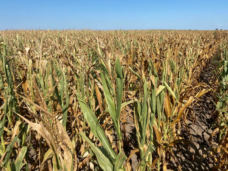 Droughts, Ukraine war push global grain stocks toward worrying decade low