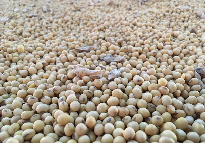 Brazilian farmers planting soybeans at faster pace, consultancies say