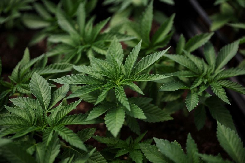 Legal cannabis poses a quandary for US companies screening staff for drugs