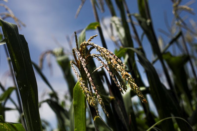 Exclusive-Mexico to proceed with GMO corn ban, seeks international grain deals -official