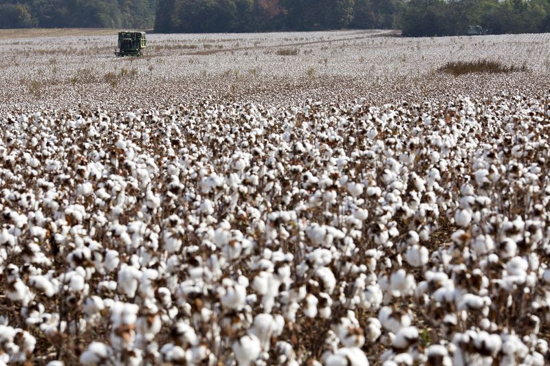 Cotton set for worst day since October on dollar rebound