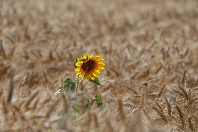 Ukraine to start 2022 spring sowing in coming days - deputy minister
