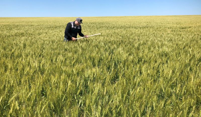 Wheat prices soar on Ukraine fears, but U.S. growers can't cash in