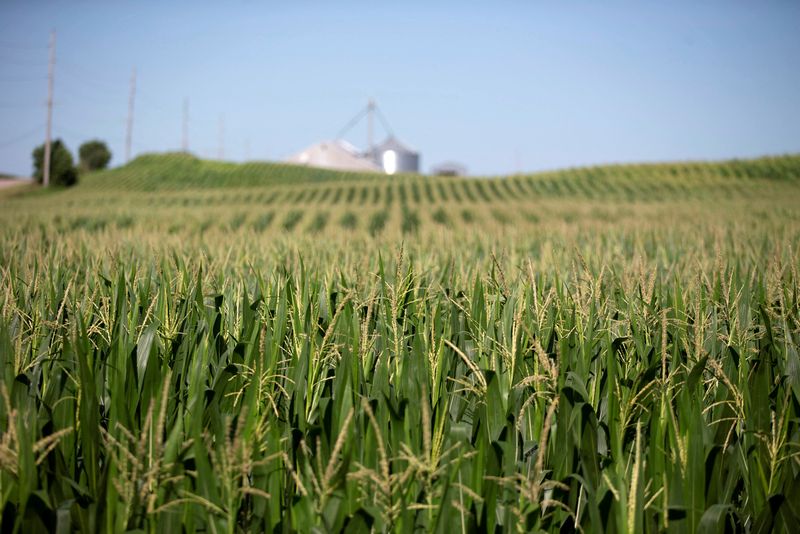 U.S. farm groups urge sowing on protected land as war cuts off Ukraine supply