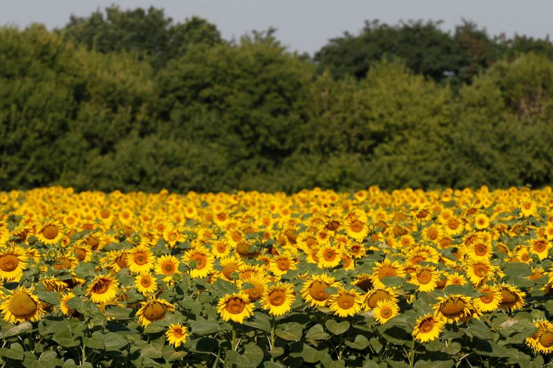 Amid sunflower oil shortage, Unilever substitutes rapeseed oil in some recipes